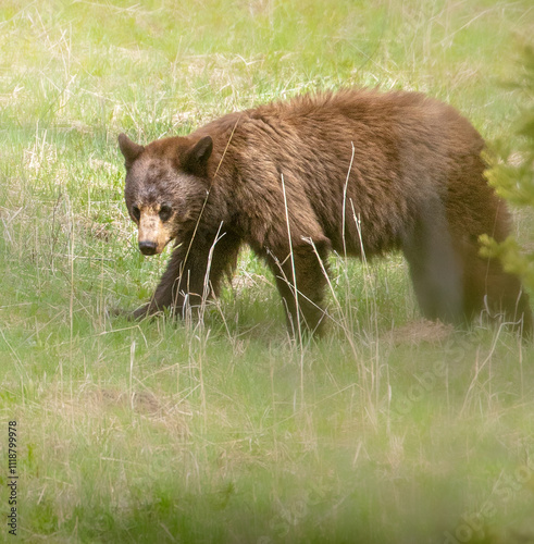 brown bear in the woods