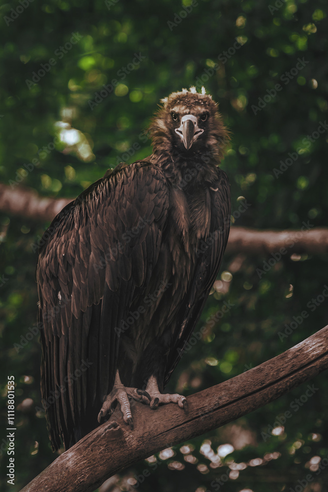 Fototapeta premium eagle in the zoo