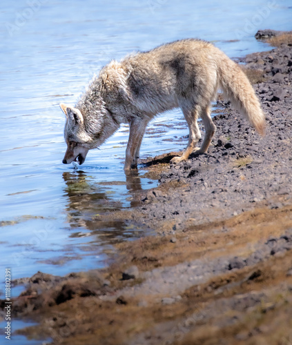 wolf on the shore