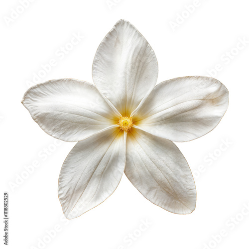 Delicate White Flower With Star-Shaped Petals Showcasing Intricate Textures and a Subtle Yellow Center, Perfect for Nature Enthusiasts and Floral Art Lovers