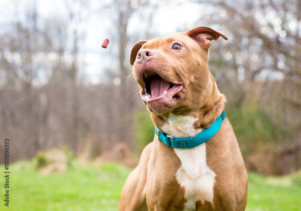 A Pit Bull Terrier mixed breed dog catching a treat A Pit Bull Terrier mixed breed dog catching a treat