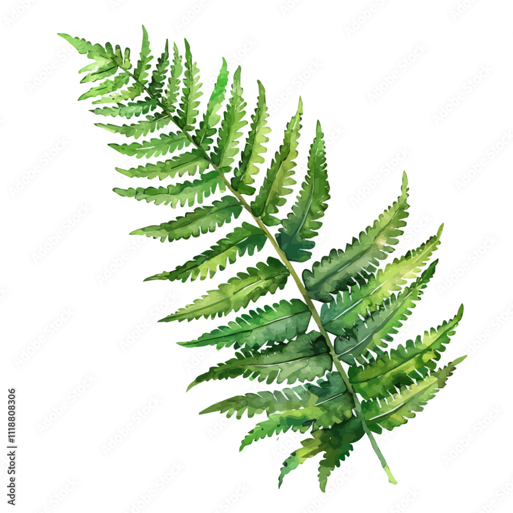 A watercolor of a Fern Leaf, isolated on a white background. Fern Leaf vector. A watercolor of a Fern Leaf, isolated on a white background. Fern Leaf vector.