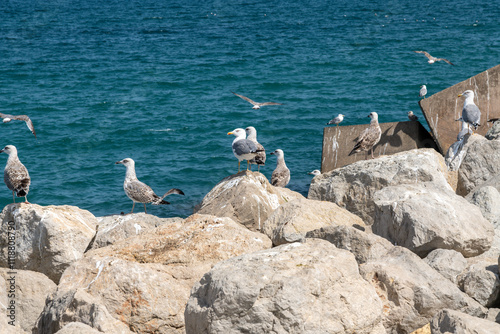 Seagulls standing and resting on rocks by the coast, sea background photo