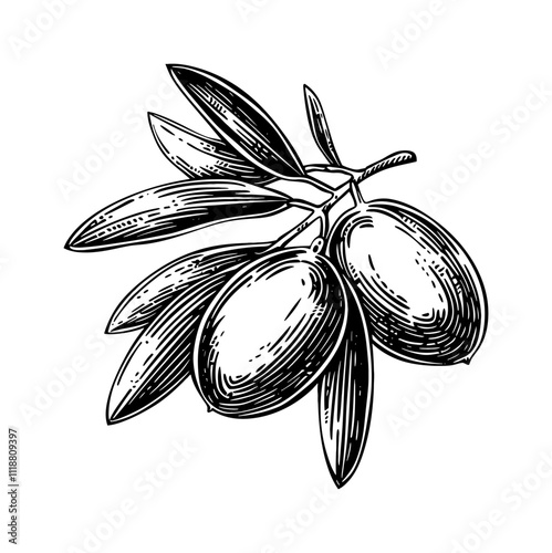 olive fruit engraving black and white outline