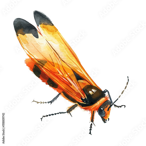 A watercolor of a Firefly, isolated on a white background. Firefly vector.