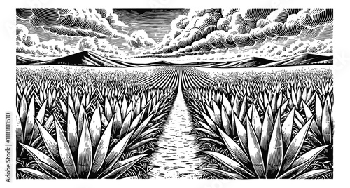 wide agave field engraving black and white outline