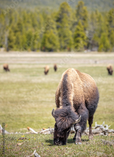 Bison grazing in the field