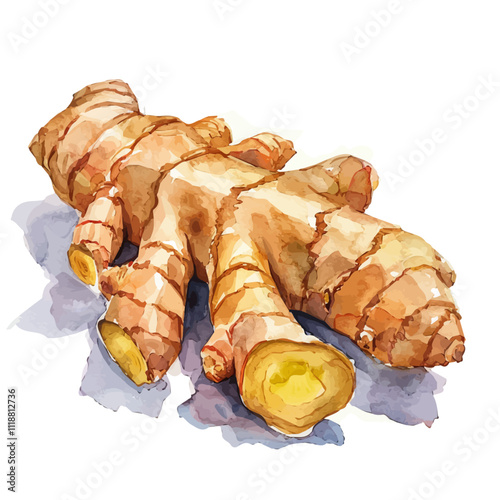 A watercolor vector of a Ginger Root, isolated on a white background. Ginger Root vector.