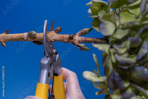 Pruning shears in a gloved hand cutting a branch with fresh buds. The vibrant blue sky and surrounding leaves create a natural backdrop