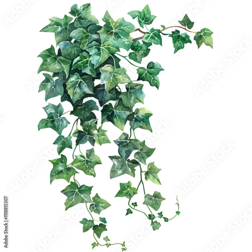 A watercolor of an Ivy Vine, isolated on a white background. Ivy Vine vector.
