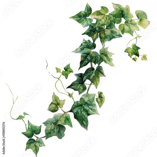 A watercolor vector of an Ivy Vine, isolated on a white background. Ivy Vine vector.