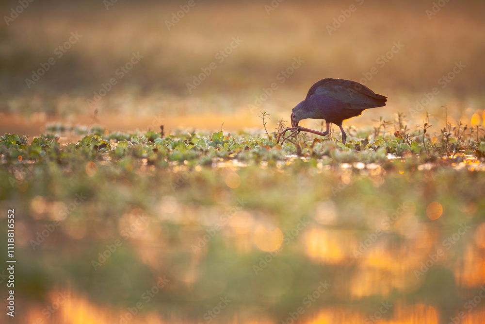 The purple swamphen Feeding in Sunrise