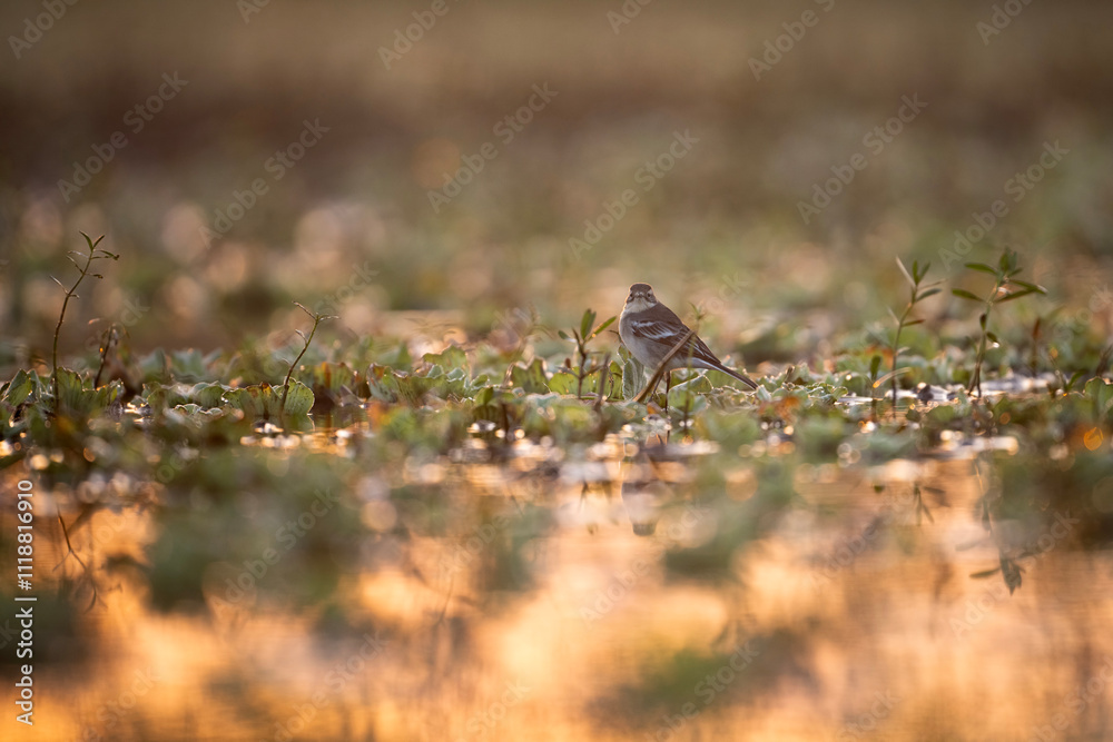 A small bird stands in a wetland at sunrise. Golden hour light illuminates dewcovered plants. The scene is peaceful and serene, showcasing natures beauty.