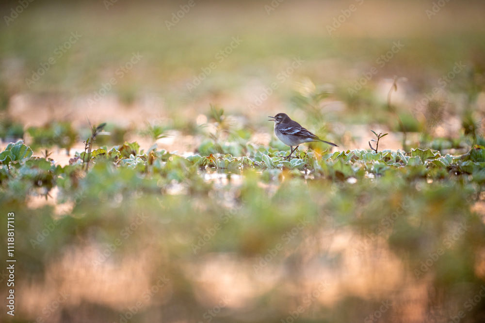A small bird stands in a wetland at sunrise. Golden hour light illuminates dewcovered plants. The scene is peaceful and serene, showcasing natures beauty.