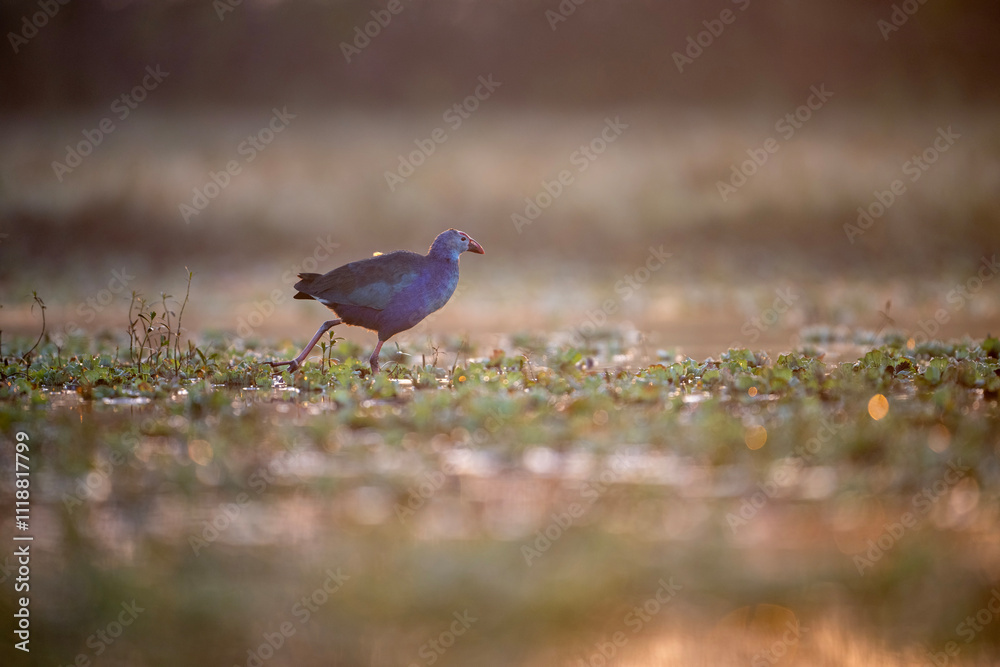 A captivating image of purple swamphen bird foraging in a grassy field.