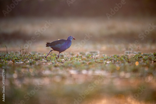 Obraz na płótnie A captivating image of purple swamphen bird foraging in a grassy field.
w salonie