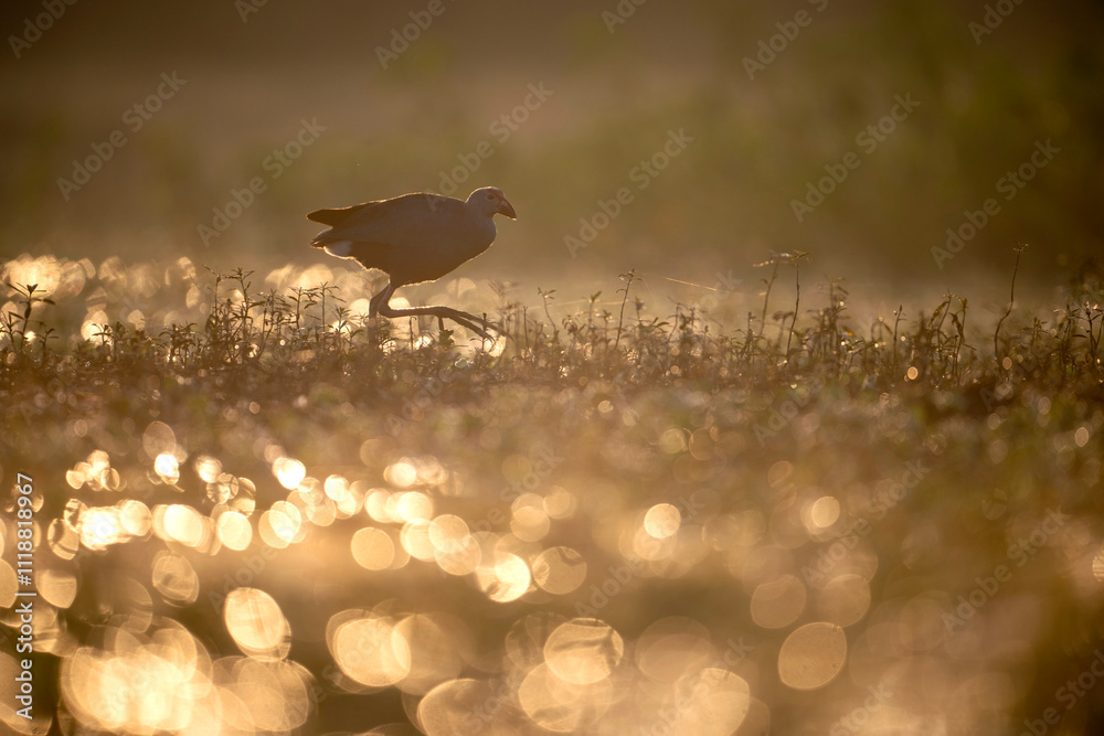 A captivating image of purple swamphen bird foraging in a grassy field.