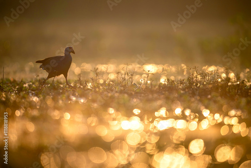 A captivating image of  purple swamphen bird foraging in a grassy field.	
