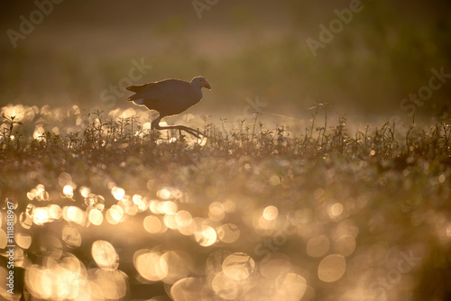 Obraz na płótnie A captivating image of purple swamphen bird foraging in a grassy field.
w salonie