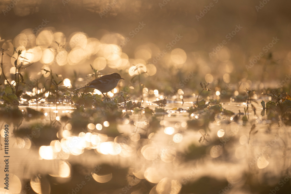 A small bird stands in a wetland at sunrise. Golden hour light illuminates dewcovered plants. The scene is peaceful and serene, showcasing natures beauty.