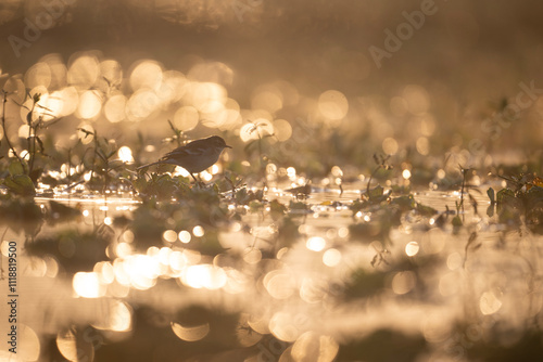 Obraz na płótnie A small bird stands in a wetland at sunrise. Golden hour light illuminates dewcovered plants. The scene is peaceful and serene, showcasing natures beauty. w salonie
