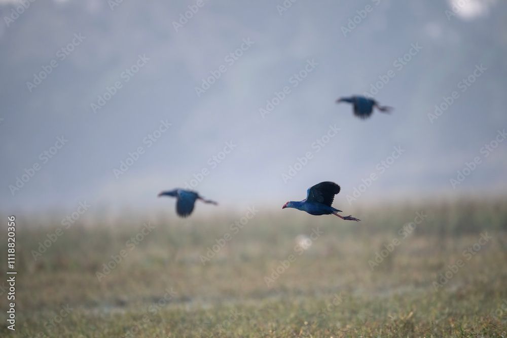 The purple swamphen Flying in Morning