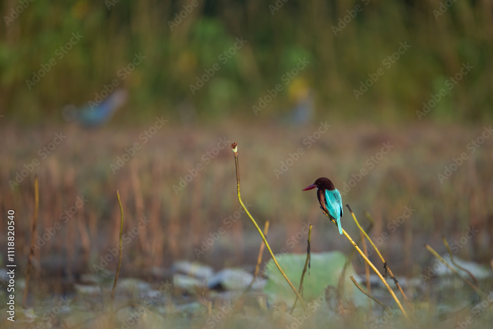 White Throated kingfisher perched near Pond