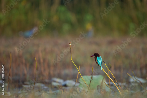 Obraz na płótnie White Throated kingfisher perched near Pond w salonie
