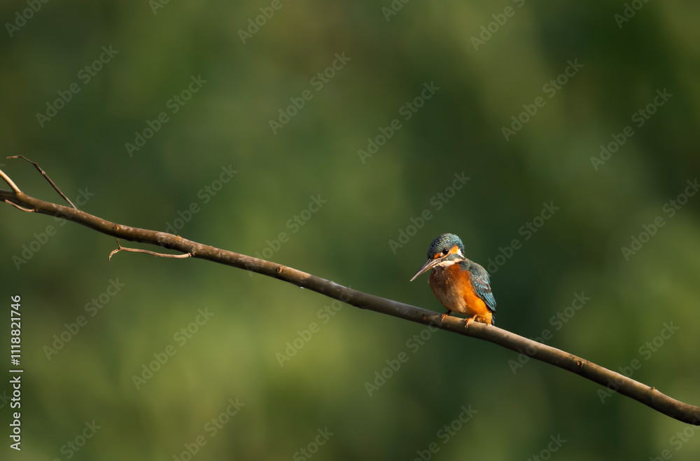 The Common Kingfisher