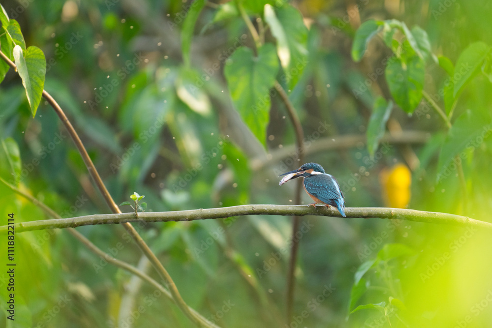 The Common Kingfisher with Fish in Morning