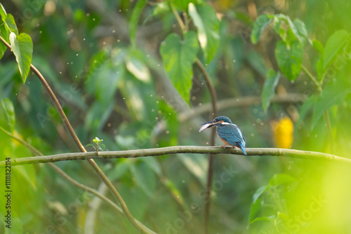Obraz na płótnie The Common Kingfisher with Fish in Morning w salonie