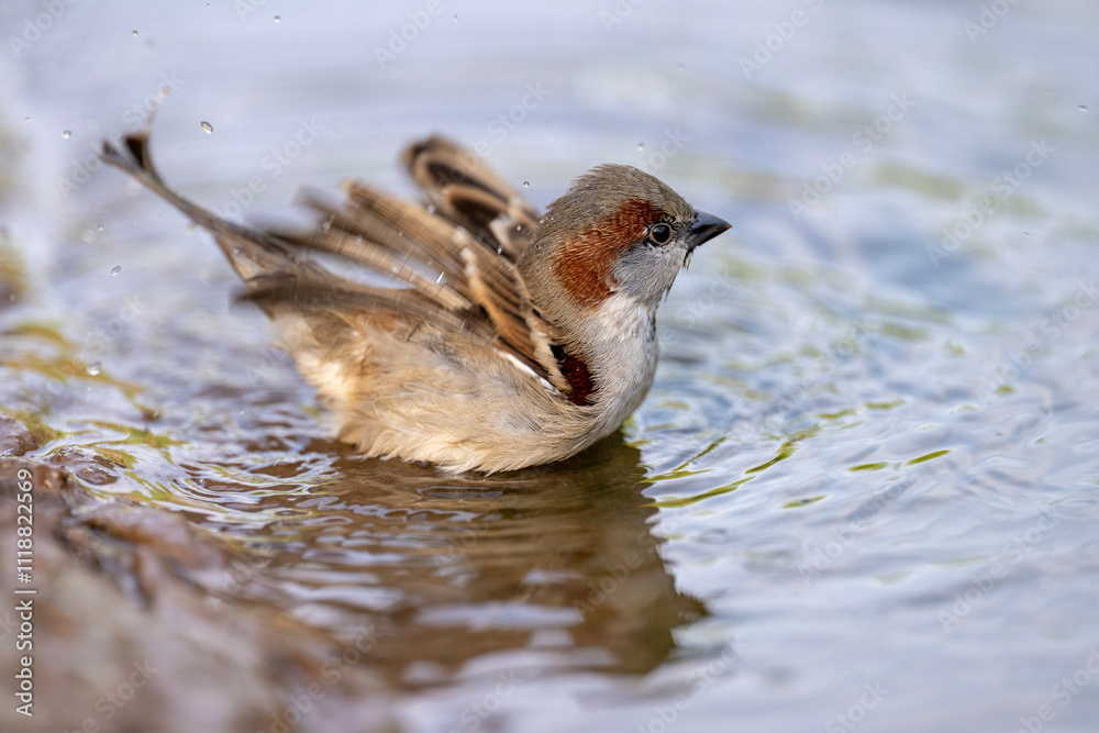 Sparrow Bird Bathing in Water, Feather Cleaning, Nature Wildlife