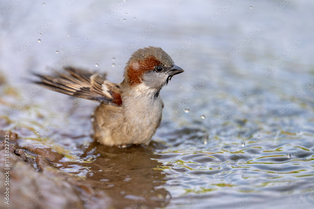 Sparrow Bird Bathing in Water, Feather Cleaning, Nature Wildlife