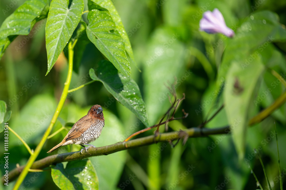 Scaly-breasted Munia Lonchura punctulata,
