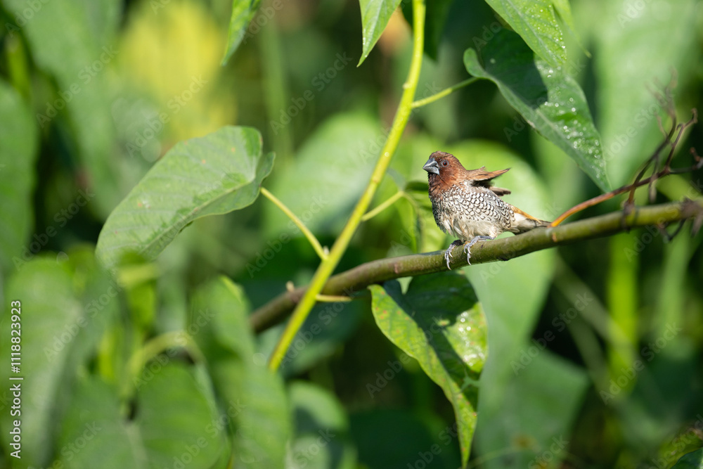 Scaly-breasted Munia Lonchura punctulata,