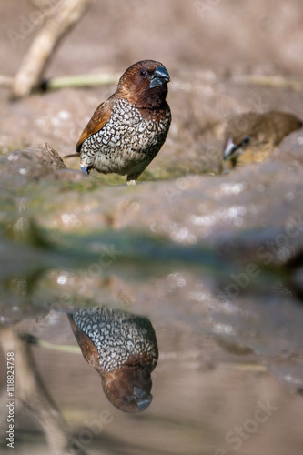 Scalybreasted Munia Bird by Water, Nature, Wildlife, Avian, Reflection