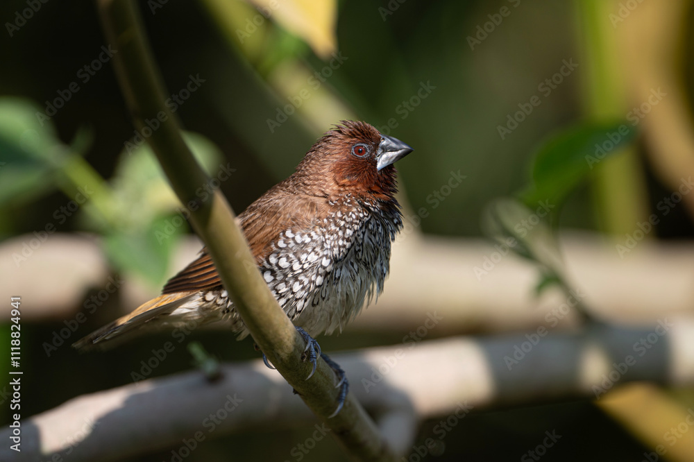 Scaly-breasted Munia Lonchura punctulata,