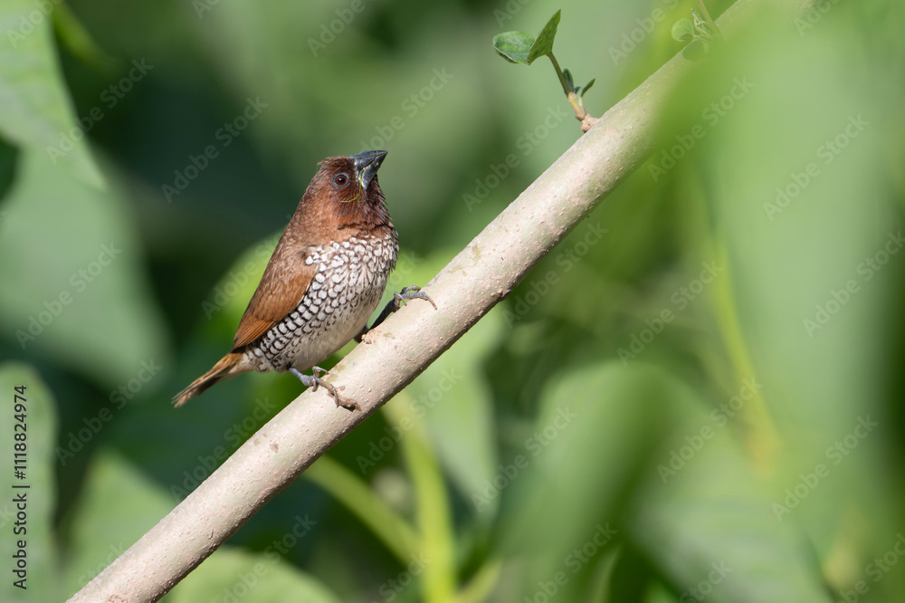 Scaly-breasted Munia Lonchura punctulata,