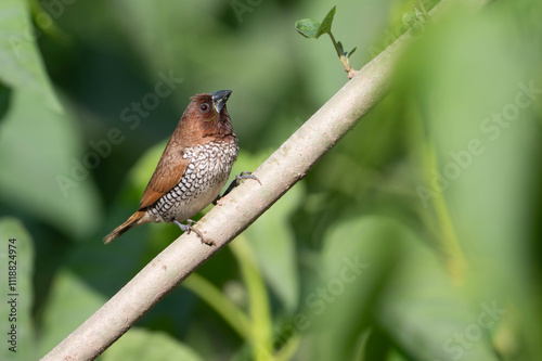 Obraz na płótnie Scaly-breasted Munia Lonchura punctulata, w salonie