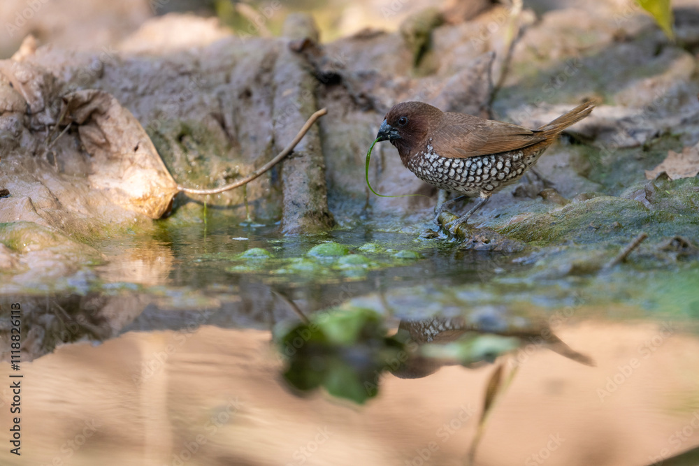 Scalybreasted Munia Bird by Water, Nature, Wildlife, Avian, Reflection