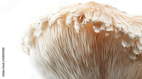 This image captures the intricate details of a mushroom cap with its gills and spores clearly visible.