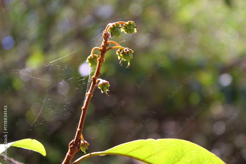 Telaraña en la naturaleza encontrada en jardin botanico en la Ciudad de Oaxaca Telaraña en la naturaleza encontrada en jardin botanico en la Ciudad de Oaxaca
