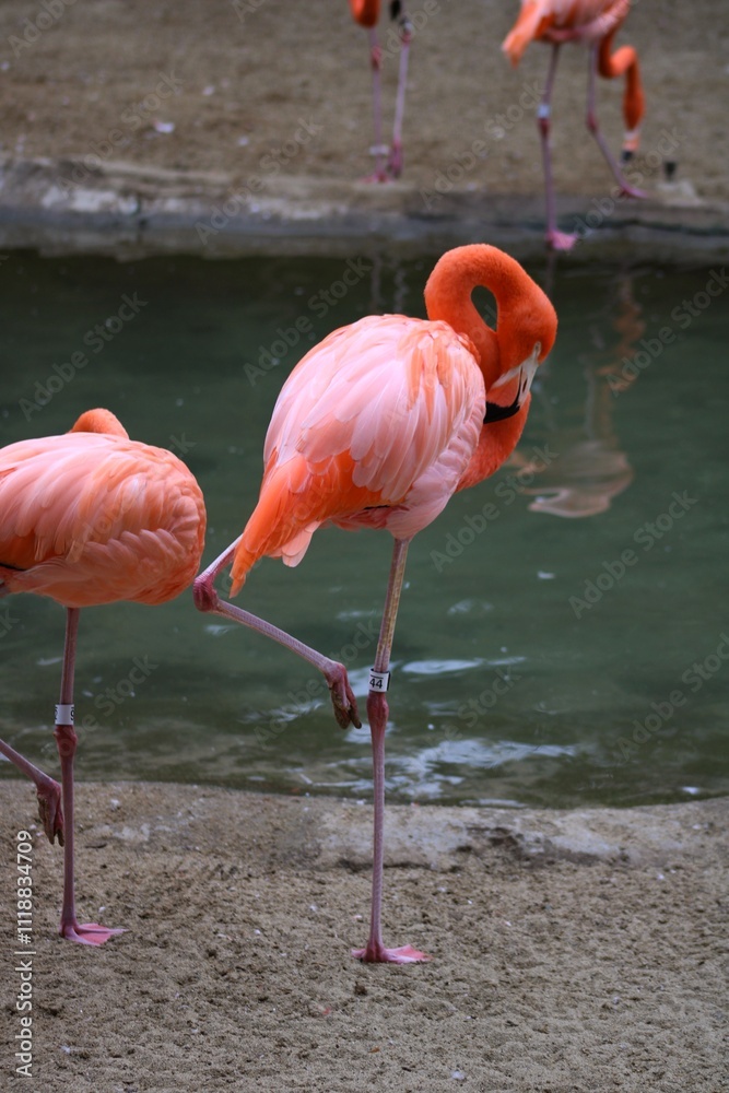 Flamingo posando sobre una sola pata Flamingo posando sobre una sola pata