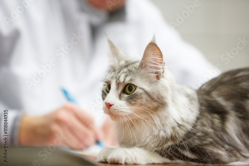 Cat receiving examination at veterinary clinic with professional handling and care during health checkup