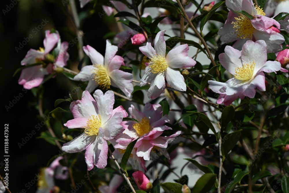 Camellia sasanqua flowers. Theaceae evergreen flowering tree. Red, pink or white five-petal flowers bloom from late autumn to early winter.
Camellia sasanqua flowers. Theaceae evergreen flowering tree. Red, pink or white five-petal flowers bloom from late autumn to early winter.