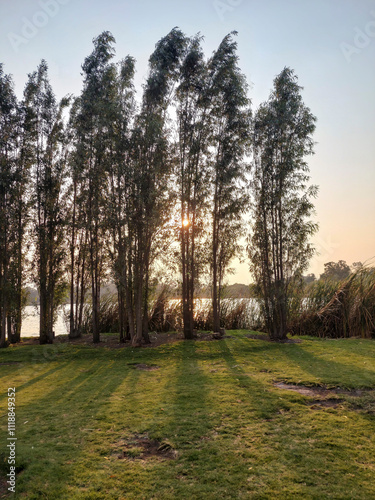 Arboles típicos de los canales de xochimilco, chinampas mexicanas, atardecer en el lago, sol a traves de los arboles de Ahuejote. photo