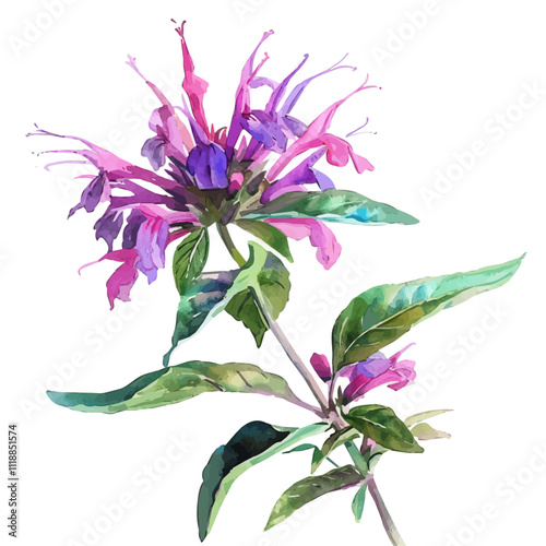 A watercolor illustration of a Sprig of Bee Balm, isolated on a white background. Sprig of Bee Balm vector.