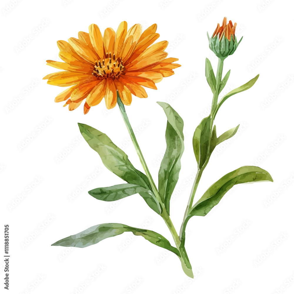 A watercolor painting of a Sprig of Calendula, isolated on a white background. Sprig of Calendula vector. A watercolor painting of a Sprig of Calendula, isolated on a white background. Sprig of Calendula vector.