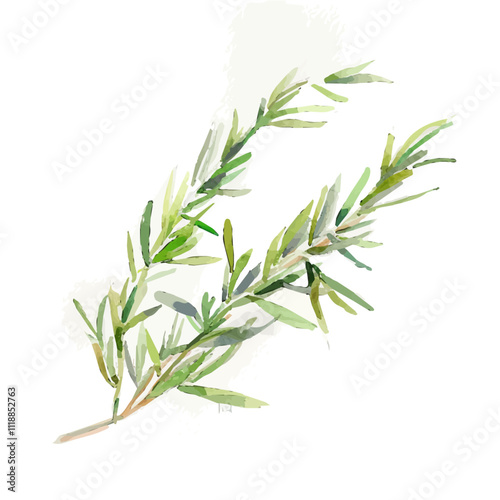 A watercolor vector of a Sprig of Dill, isolated on a white background. Sprig of Dill vector.