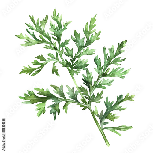 A watercolor of Wormwood, with silvery-green leaves and small yellow flowers. Wormwood vector.